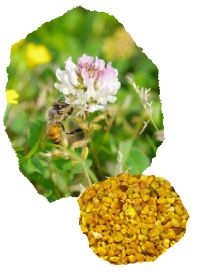 ハチは花粉を集める
